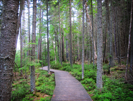 Adirondack Wetlands:  Boreal Life Trail Boardwalk at the Paul Smiths VIC